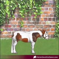 Horse Color:Bay Splash Tobiano 