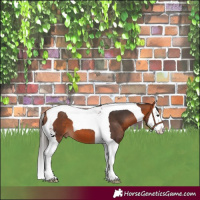 Horse Color:Bay Splash Tobiano