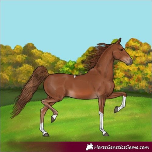Horse Color:Chestnut Tobiano 