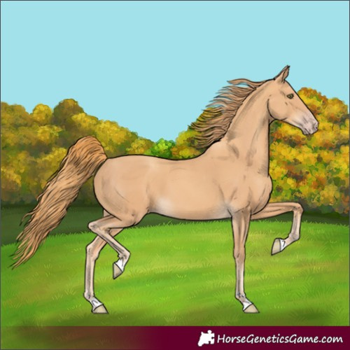 Horse Color:Gold Champagne