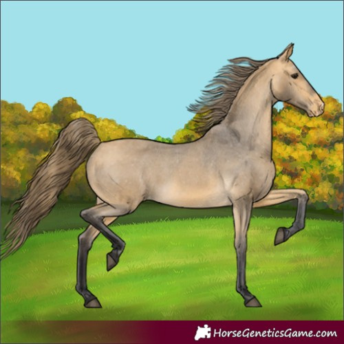 Horse Color:Buckskin Appaloosa 