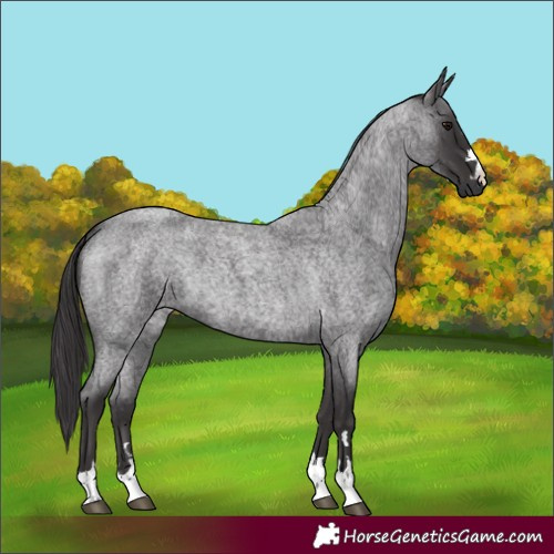 Horse Color:Smoky Blue Roan