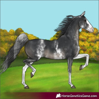 Horse Color:White Spotted Black Splash