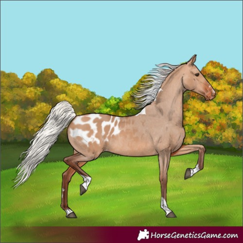 Horse Color:Silver Bay Dun Tobiano Appaloosa Rabicano 