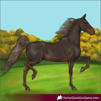 Horse Color:Liver Chestnut
