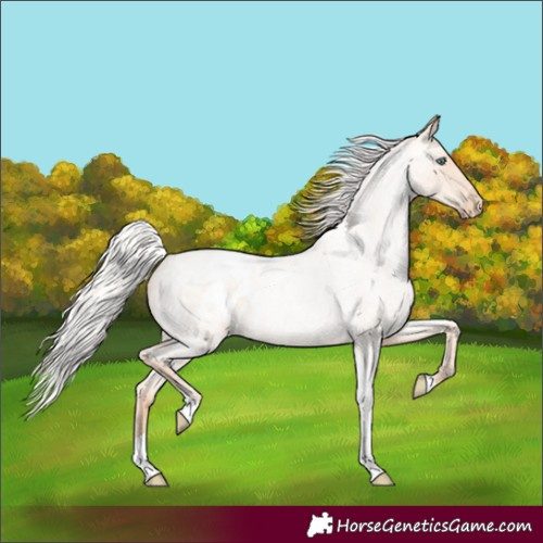 Horse Color:Silver Amber Champagne Roan Pearl Tobiano Appaloosa Rabicano 