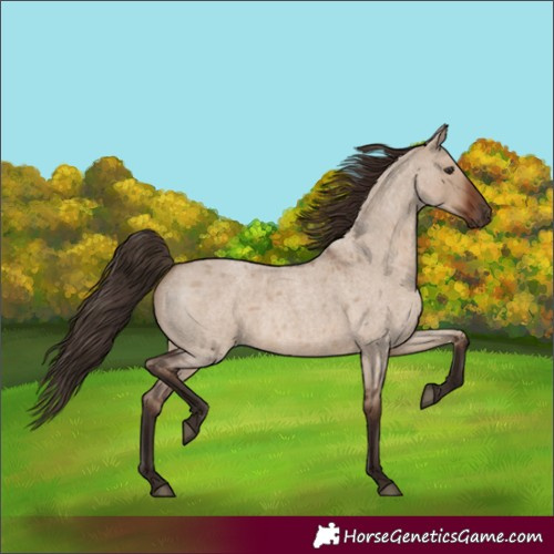 Horse Color:Liver Red Dun Roan 