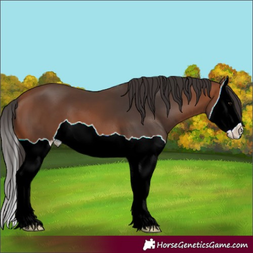 Horse Color:Bay Splash 