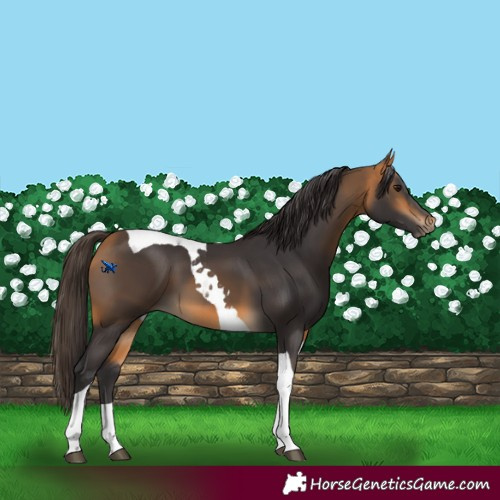 Horse Color:Buckskin Tobiano 