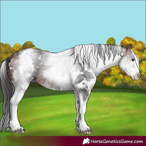 Horse Color:White Spotted Bay 