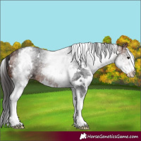 Horse Color:White Spotted Bay 