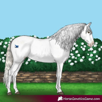 Horse Color:Palomino Dun Sabino 
