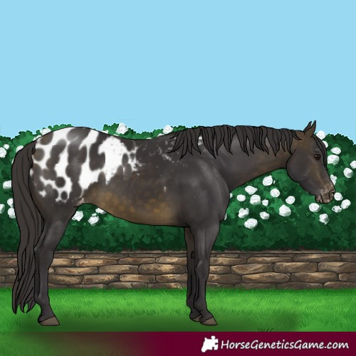 Horse Color:Buckskin Appaloosa Rabicano 