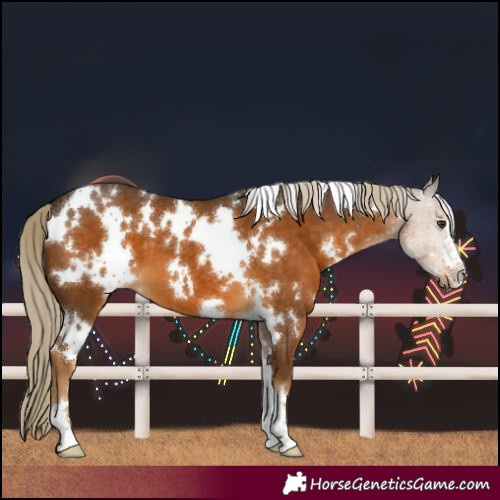 Horse Color:White Spotted Chocolate Palomino 