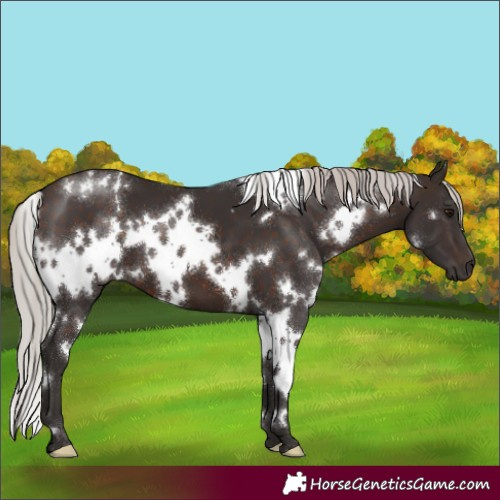 Horse Color:White Spotted Silver Brown 