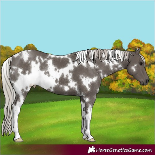 Horse Color:White Spotted Silver Black