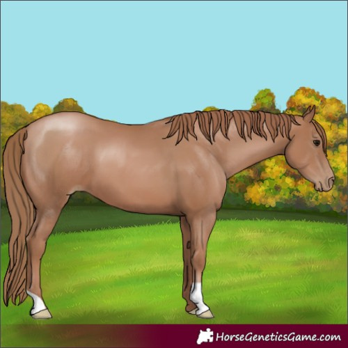 Horse Color:Black Pearl