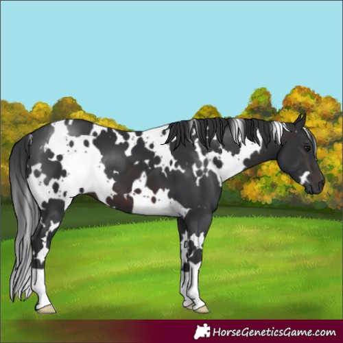 Horse Color:White Spotted Brown 