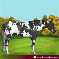 Horse Color:White Spotted Brown 