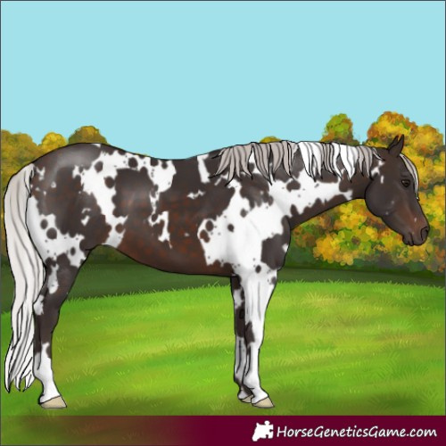 Horse Color:White Spotted Silver Brown