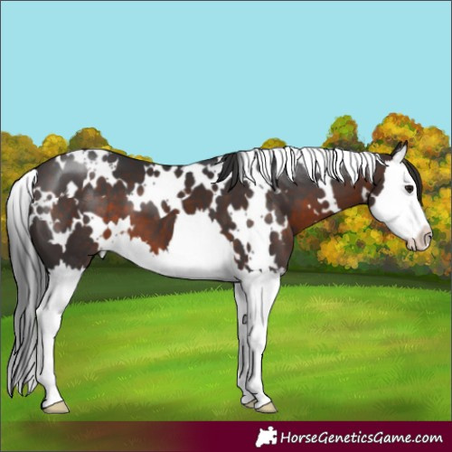 Horse Color:White Spotted Brown Splash