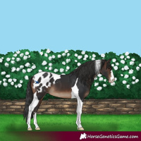 Horse Color:Brown Tobiano Appaloosa 