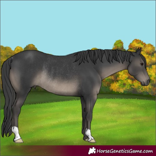 Horse Color:Black Rabicano 
