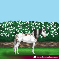 Horse Color:Gray White Spotted Amber Champagne Splash Frame Appaloosa