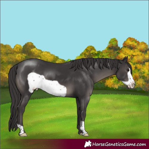 Horse Color:Smoky Black Frame 