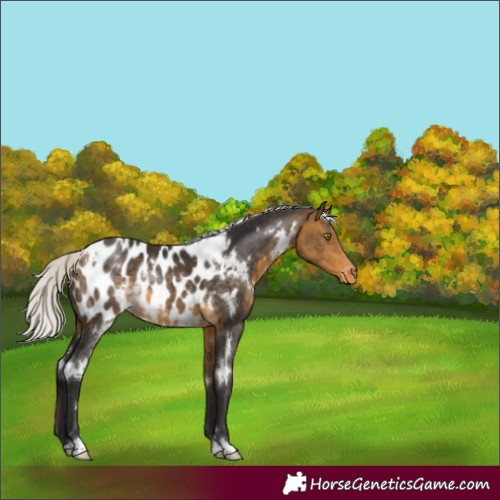 Horse Color:White Spotted Silver Buckskin Blanket Rabicano 