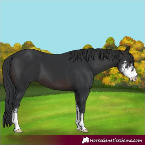Horse Color:Brown Sabino 