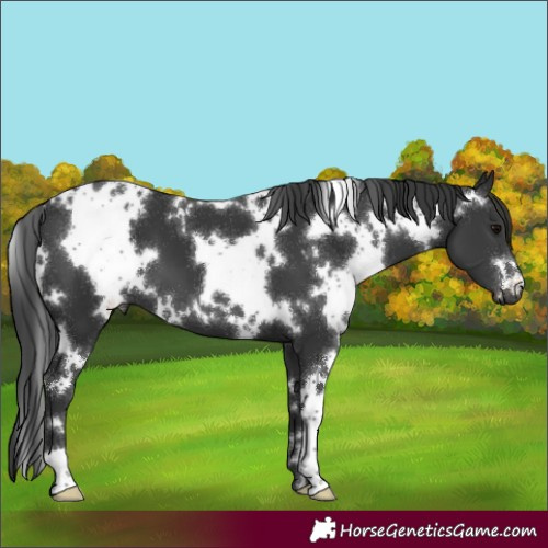 Horse Color:White Spotted Black 