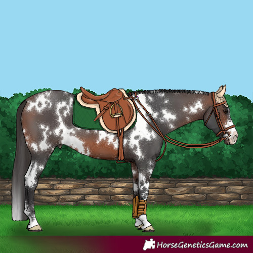 Horse Color:White Spotted Brown