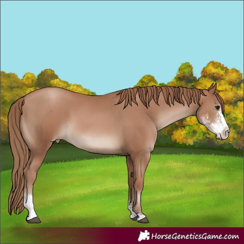 Horse Color:Black Pearl Sabino 