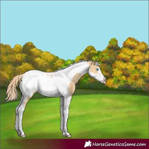 Horse Color:Palomino Dun Tobiano Frame 