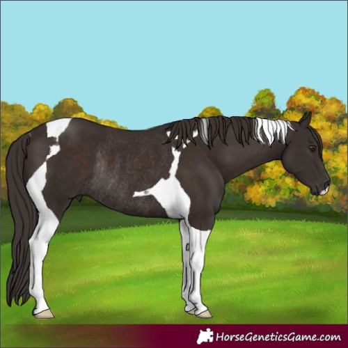 Horse Color:Liver Chestnut Tobiano Rabicano 