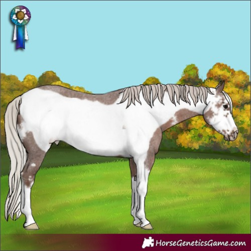 Horse Color:Silver Blue Roan Sabino Frame