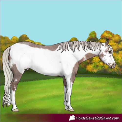 Horse Color:Silver Blue Roan Sabino Frame