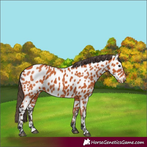 Horse Color:Bay Appaloosa