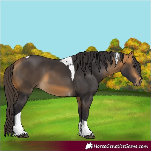 Horse Color:Buckskin Tobiano 