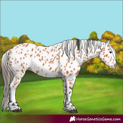 Horse Color:Bay Appaloosa 
