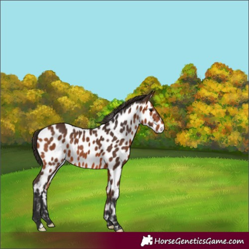 Horse Color:Bay Appaloosa 