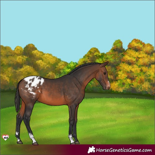 Horse Color:Brown Sabino Varnish 