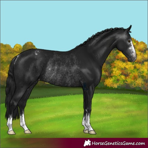 Horse Color:Gray Brown Appaloosa Rabicano 