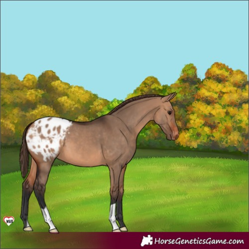 Horse Color:Bay Dun Appaloosa 
