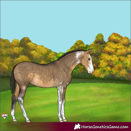 Horse Color:Buckskin Dun Sabino 