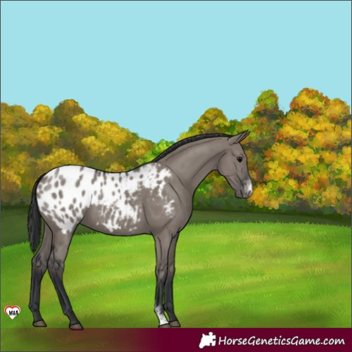 Horse Color:Grullo Sabino Appaloosa 