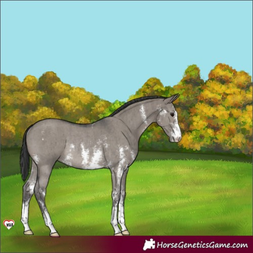 Horse Color:Grullo Sabino Rabicano Brindle 