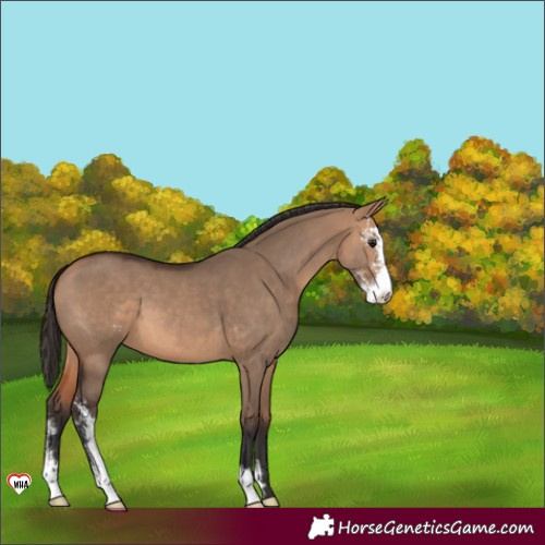 Horse Color:Bay Dun Sabino 