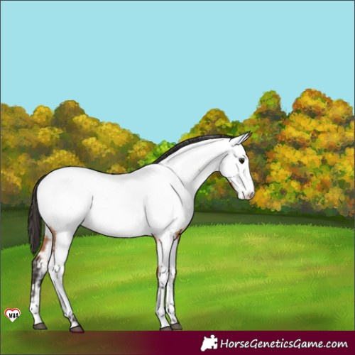 Horse Color:Bay Sabino Near Fewspot 